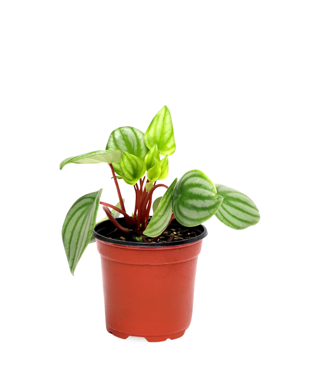 The Peperomia Watermelon 4 Inch - Potted features green leaves with light green stripes, presented in a reddish-brown plastic pot against a plain white background.