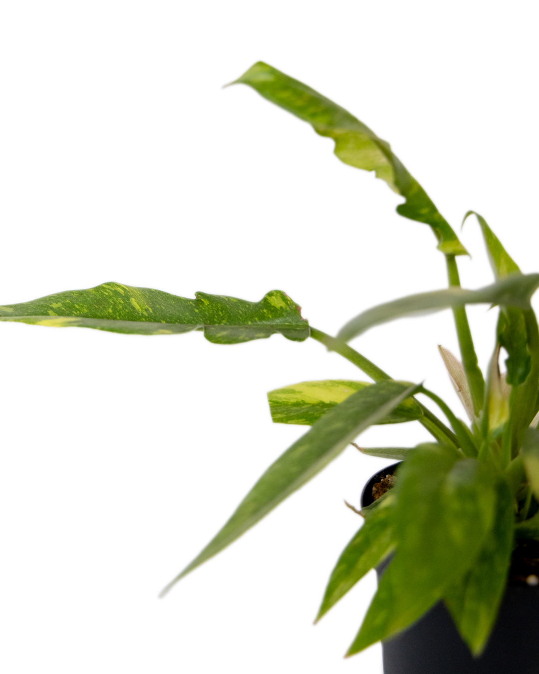 A close-up of a Philodendron Ring of Fire 4 Inch - Potted, showcasing its long, green leaves with lighter green and yellow variegation against a plain white background.
