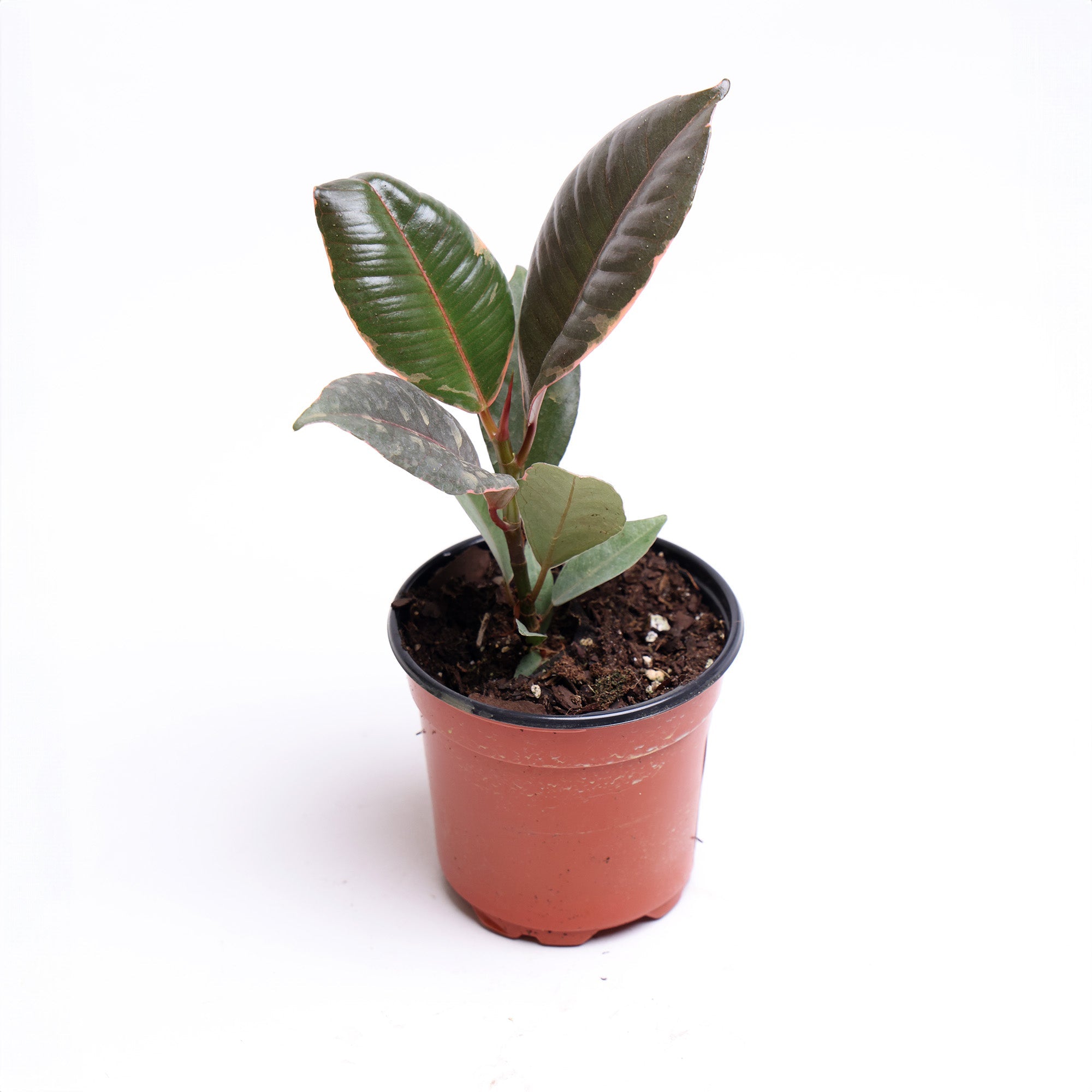 A Ficus Ruby 4 Inch plant with glossy green leaves in a small grower pot, isolated on a white background by Chive Studio.