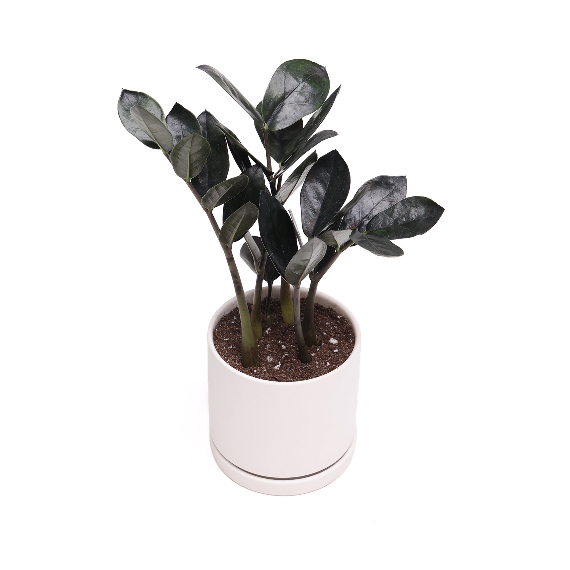 Potted ZZ Plant 4” in Dojo - Chive Plant Studio - Potted Plants - Chive Studio