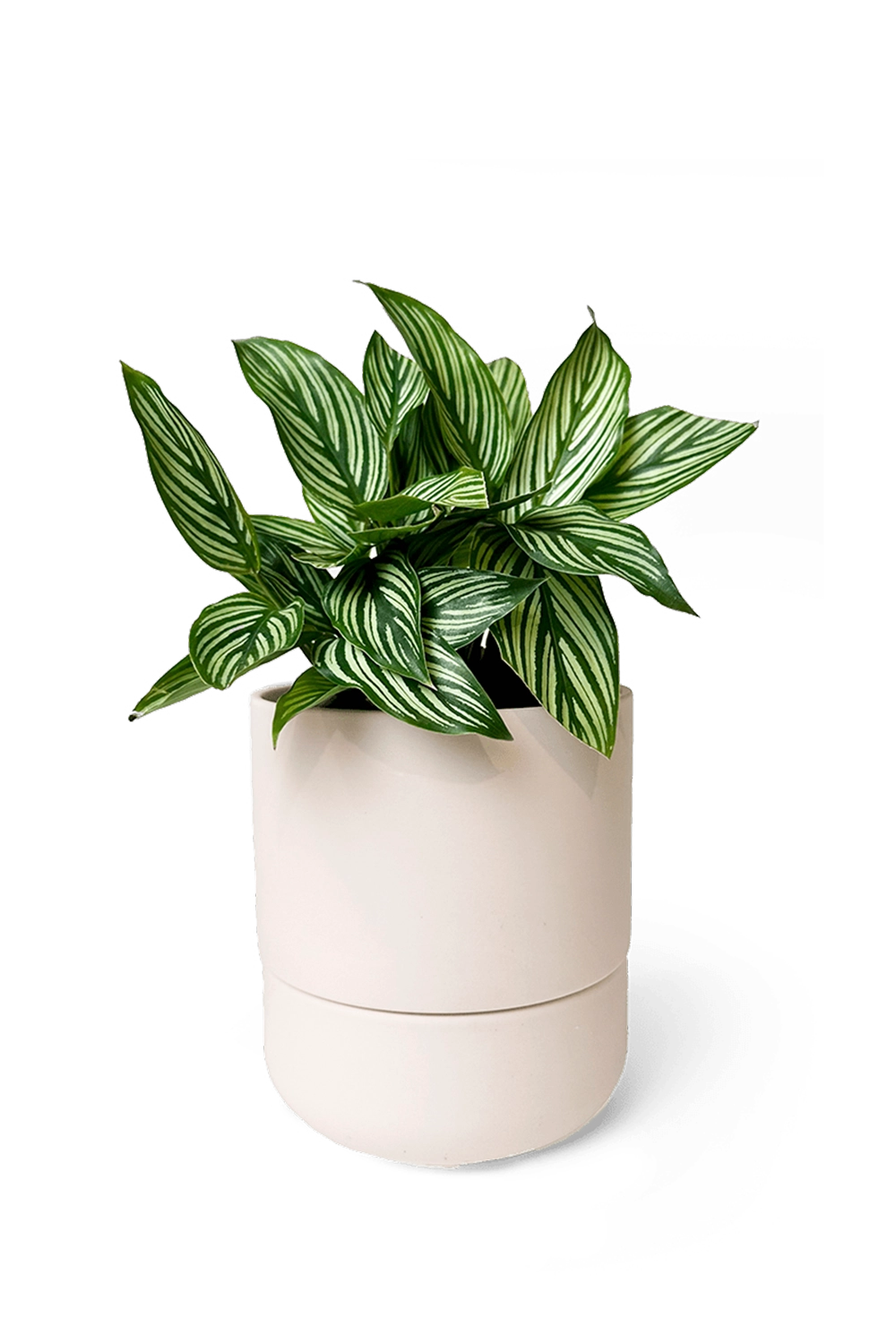 Pink Blush Self-Watering Plants - Ryan - handmade by Chive Studio Toronto