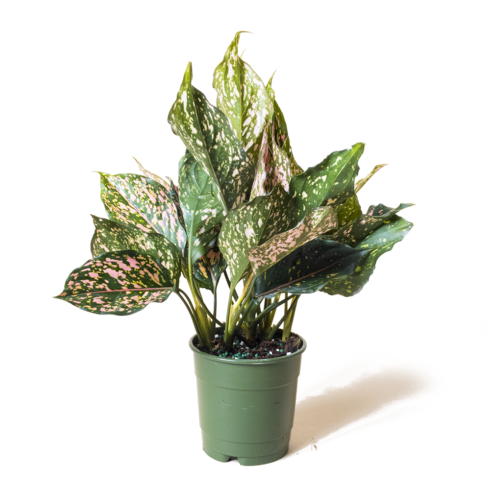 Aglaonema Pink Dalmation 5 Inch Pot - Chive Plant Studio - Plants - Chive Studio 2024