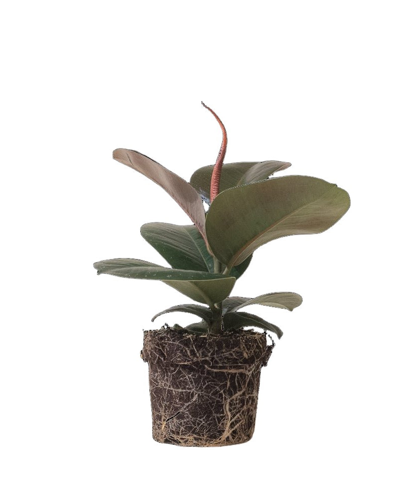 Ficus Elastica Sophia 5 Inch Pot - Chive Plant Studio - Plants - Chive Studio 2024