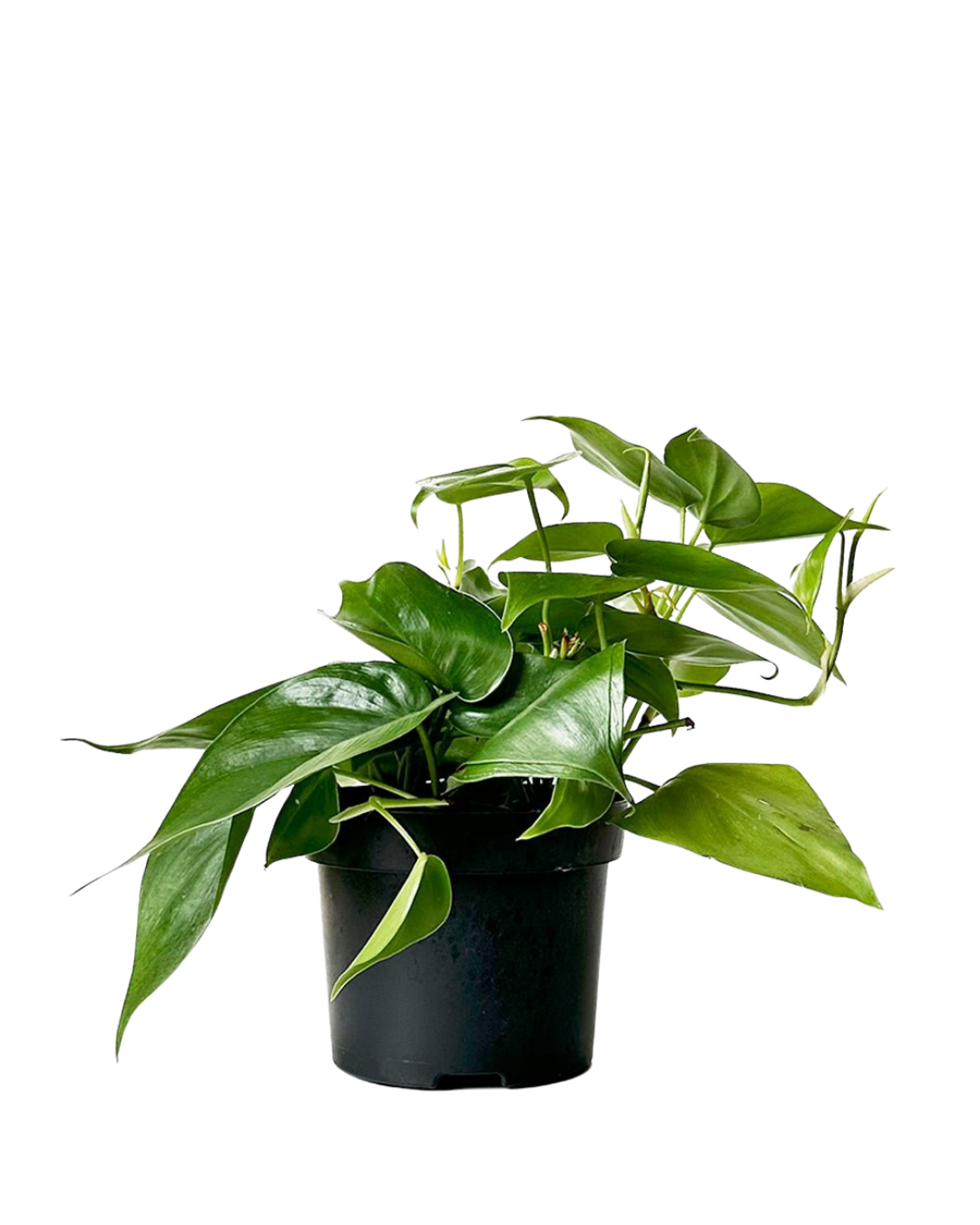 The Philodendron Heartleaf 5 Inch - Potted features vibrant green, heart-shaped leaves in a black plastic pot, isolated on a transparent background—ideal for indoor spaces and valued for its natural air-purifying abilities.