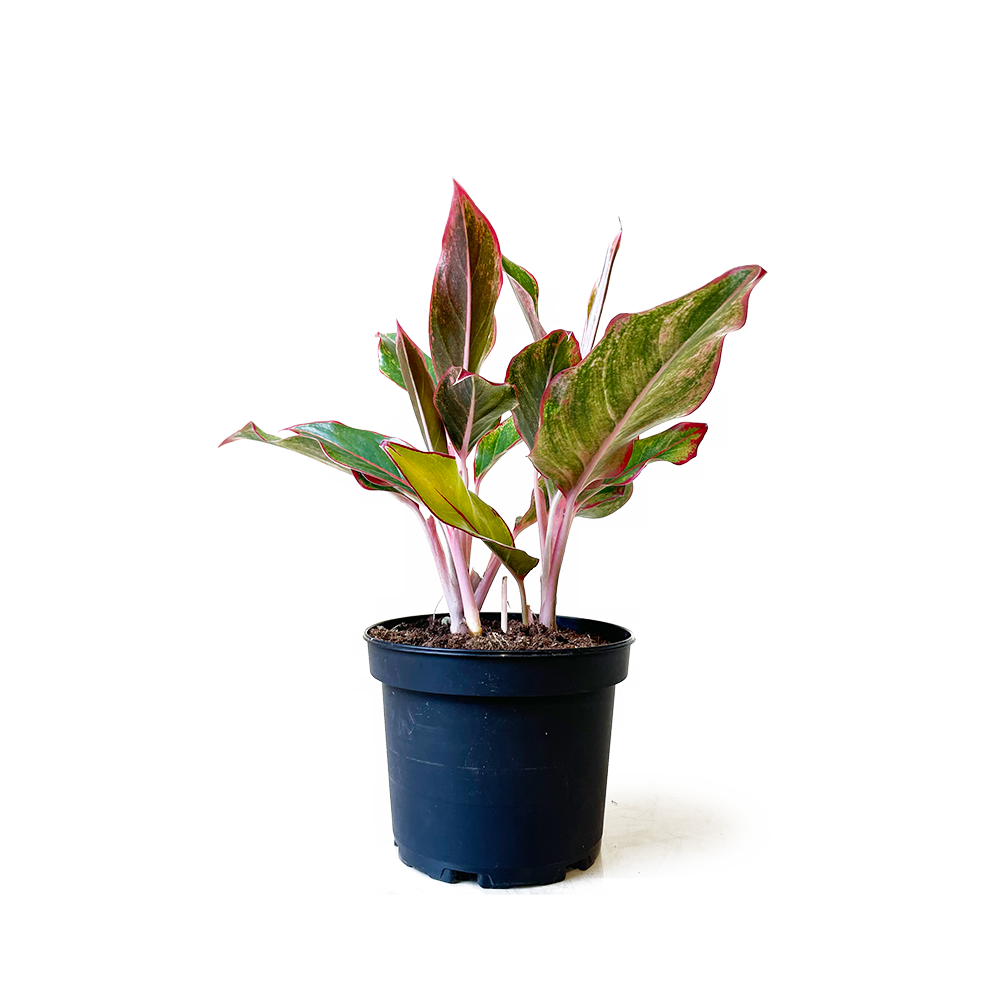 Aglaonema Red Siam 6 Inch Pot - Chive Plant Studio - Plants - Chive Studio 2024