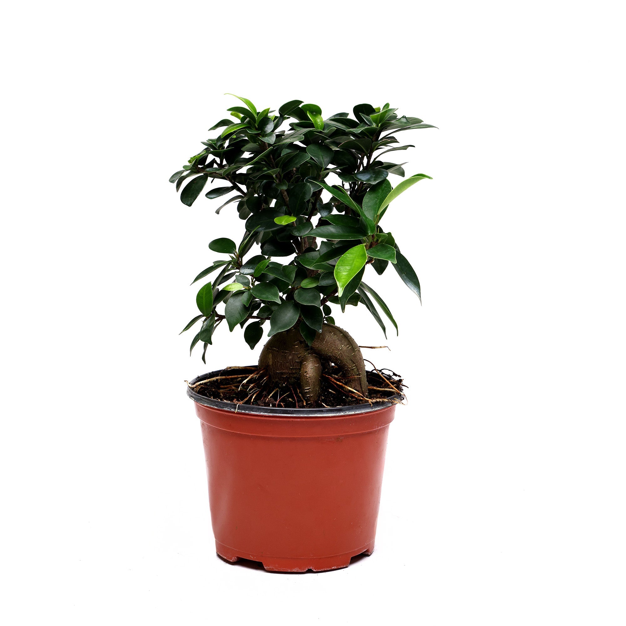 A small bonsai tree with dense, dark green leaves is potted in a simple, red plastic pot. The tree, a Ficus Microcarpa 6 Inch Pot from Chive Studio 2024, has a thick trunk with visible roots emerging above the soil. Perfect for indoor plant decor, its vibrant presence is highlighted against the plain white background.
