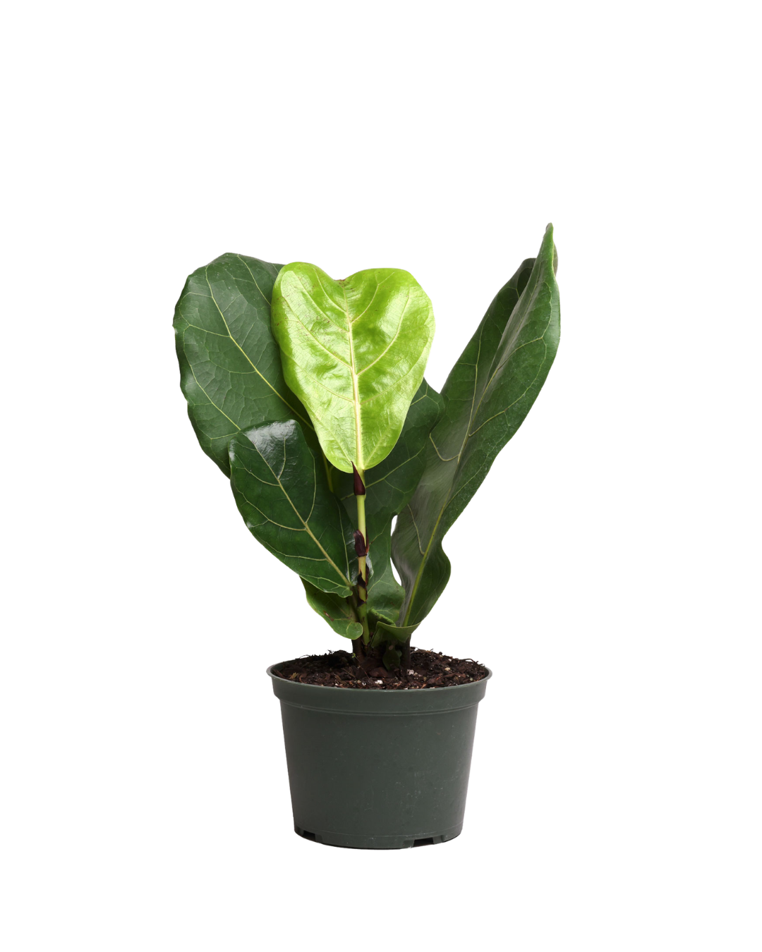The Ficus Lyrata Standard 6 Inch - Potted features large, green, violin-shaped leaves in a gray plastic pot, ideal as an air-purifying indoor plant and presented on a white background.