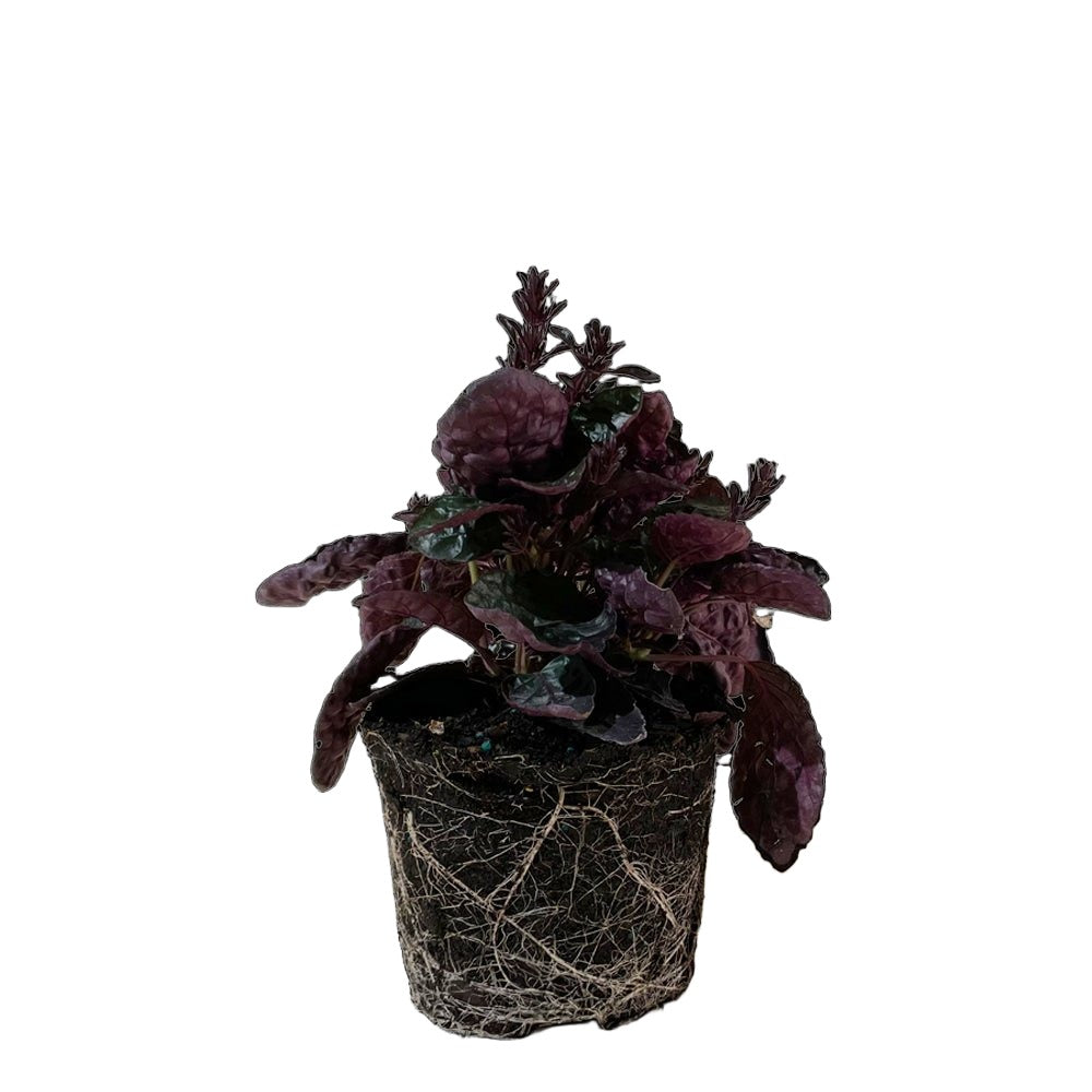 Waffle Plant 6 Inch Pot - Chive Plant Studio - Plants - Chive Studio 2024