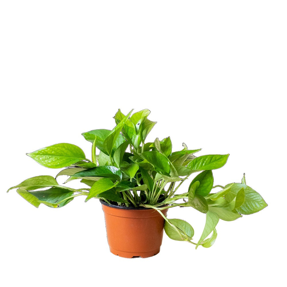 A Chive Studio 2024 Pothos Jade 6 Inch Pot with numerous green leaves in various shades grows from a small brown plastic pot. The broad, glossy leaves give the plant a lush, healthy look, making it perfect for indoor gardening. Its air-purifying qualities contribute to a fresher environment against the plain white background.