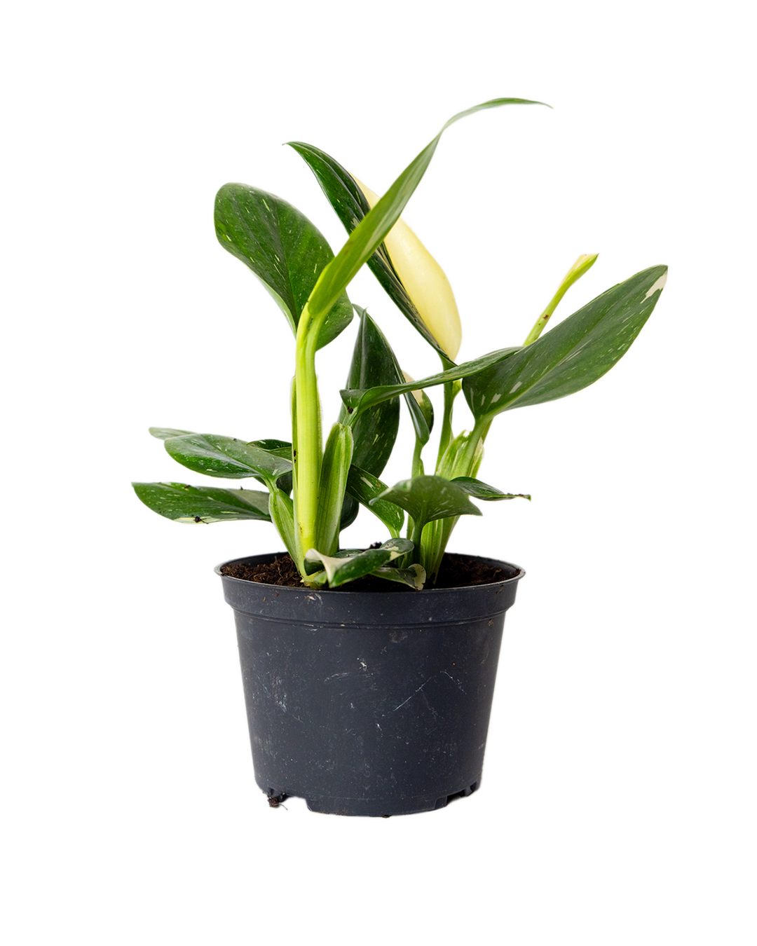 The Monstera Cobra 6 Inch - Potted features broad, glossy green leaves and a single white flower bud, bringing tropical beauty to any space. Shown against a plain white background.