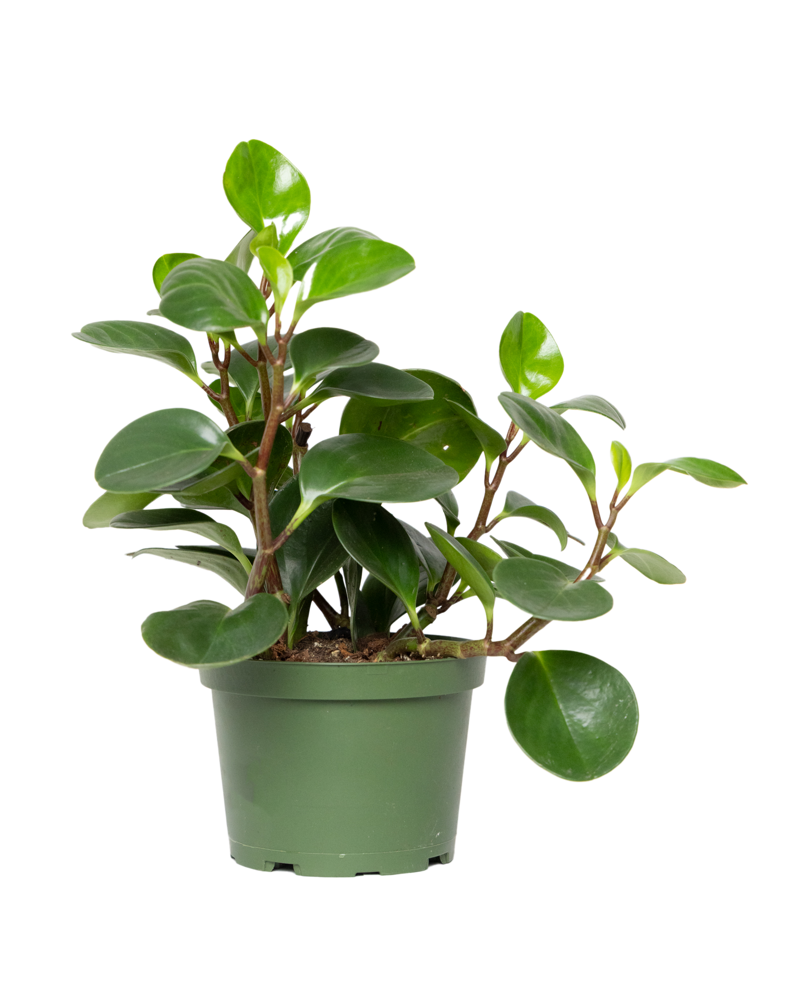 The Peperomia Large Leaf Green 6 Inch - Potted features thick, glossy leaves and reddish stems in a green plastic pot, displayed against a white background.