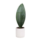 A single, upright, low maintenance Chive Studio Potted Snake Plant Victoria 6” leaf with distinct green patterning, positioned in a minimalist white pot against a plain white background.