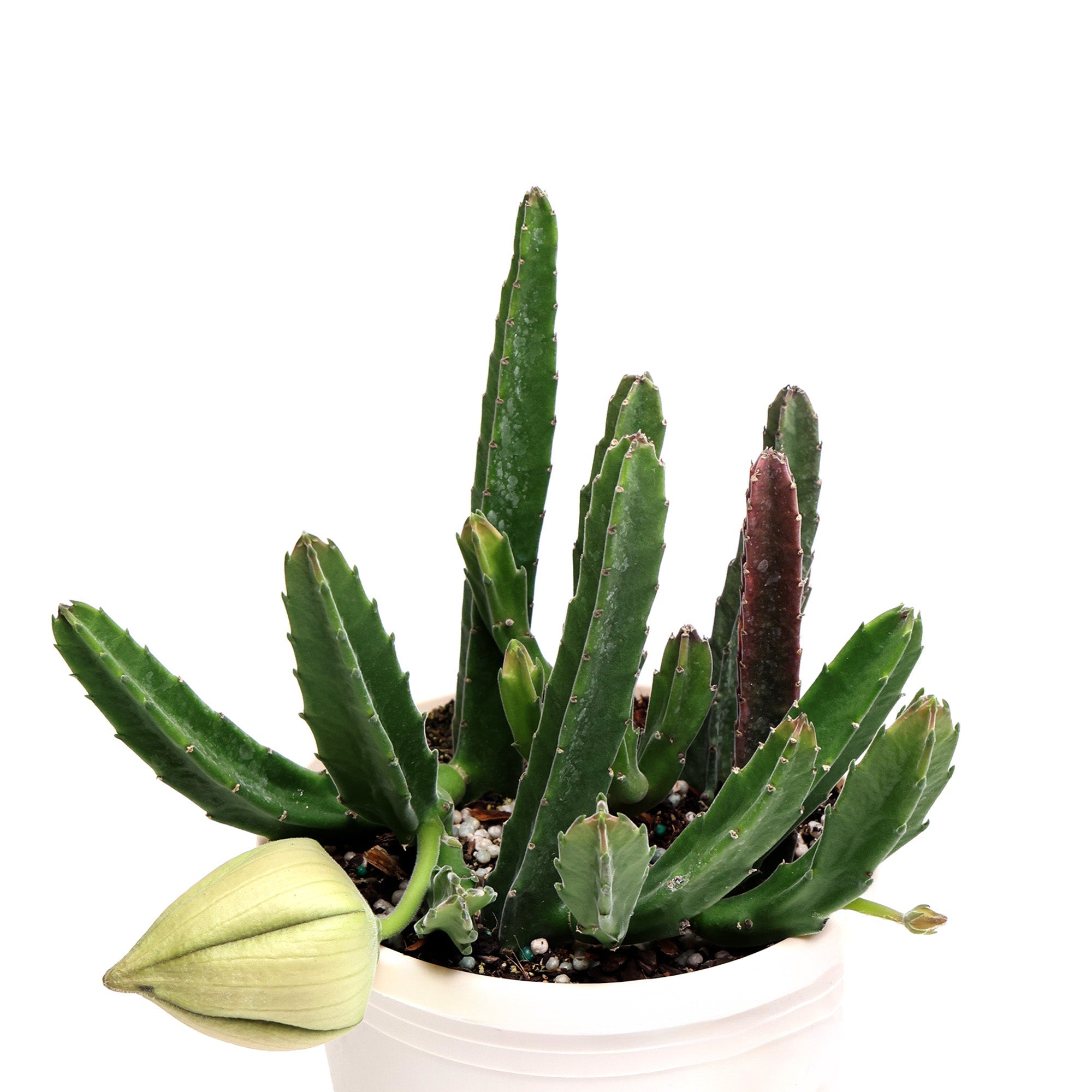 A green Stapelia Hirsuta 6 Inches plant with emerging flower buds, housed in a simple white pot by Chive Studio, isolated on a white background.