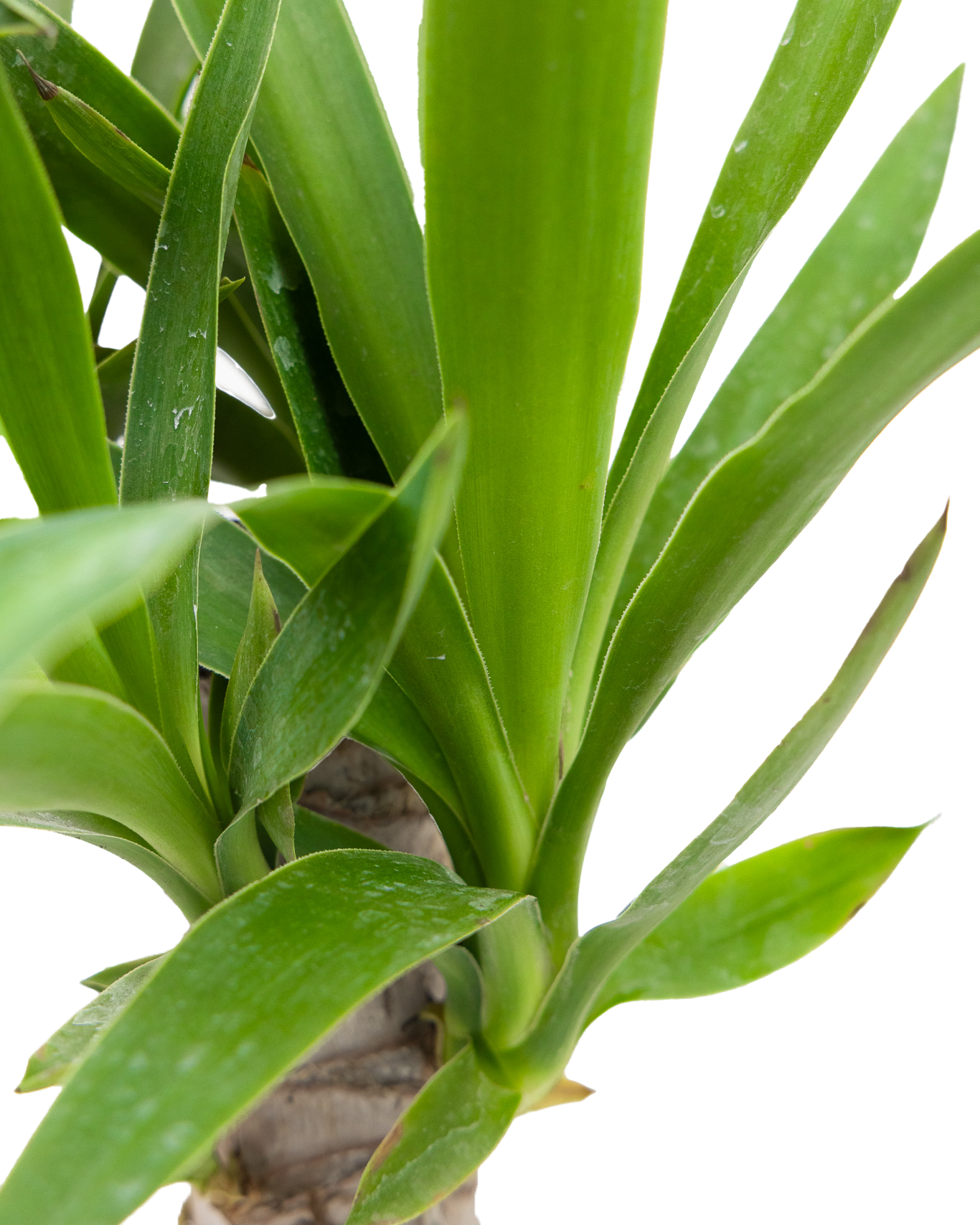 Close-up of the pointed green leaves and thick stem of a Yucca Cane 6 Inch - Potted, set against a white background.