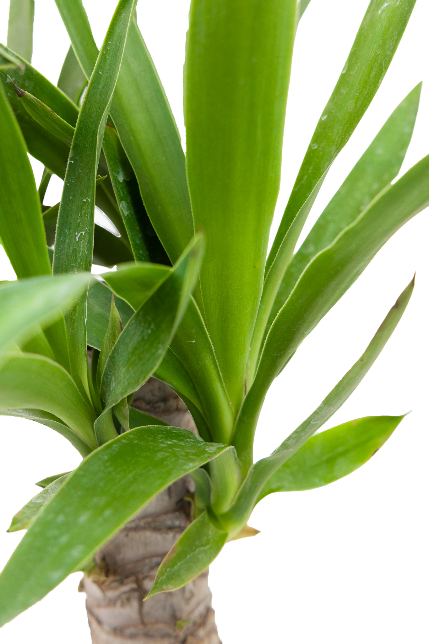 Close-up of the pointed green leaves and thick stem of a Yucca Cane 6 Inch - Potted, set against a white background.