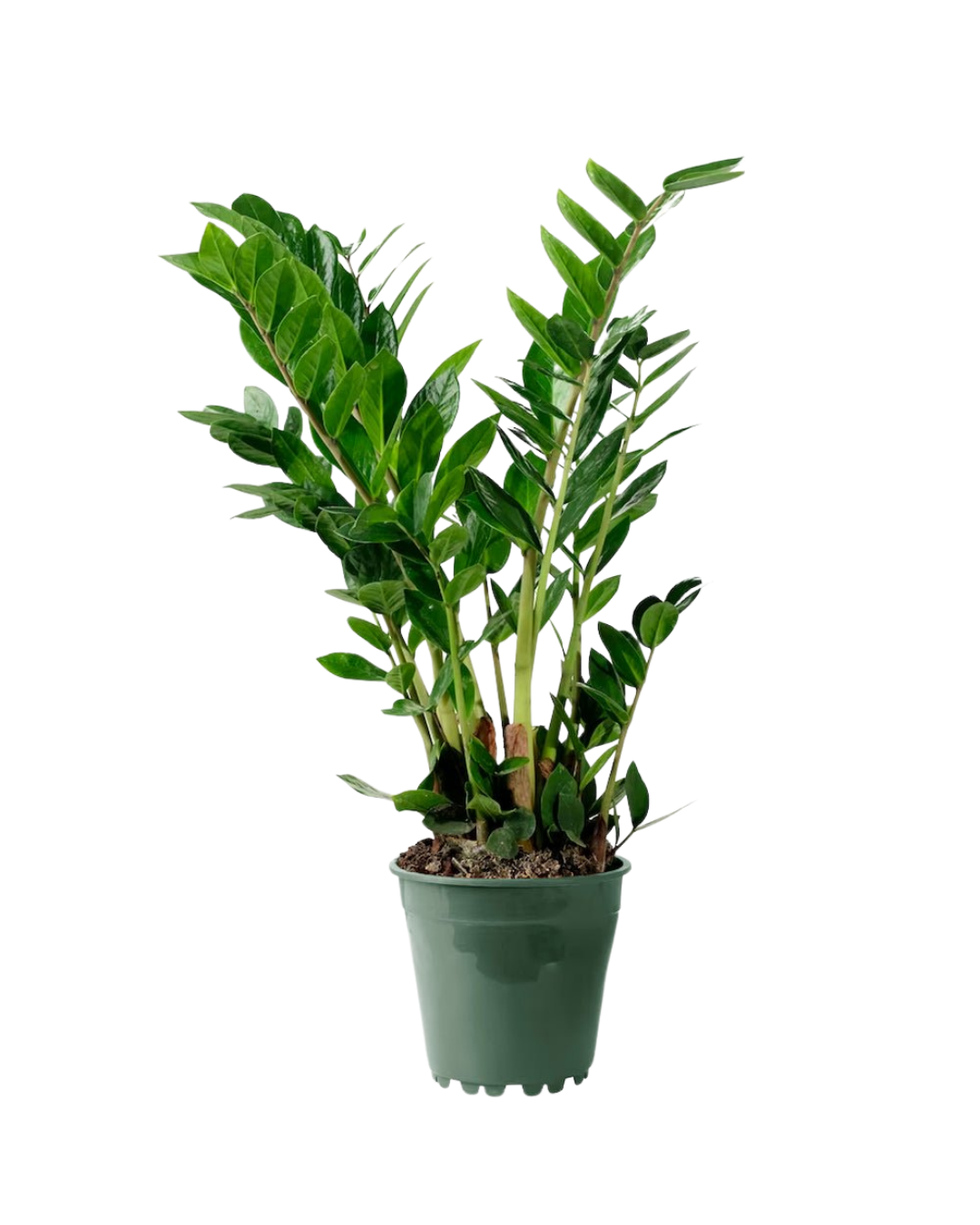 The ZZ Plant 6 Inch - Potted features glossy, oval green leaves on upright stems in a small green plastic pot—ideal indoor foliage that helps filter pollutants, shown against a white background.