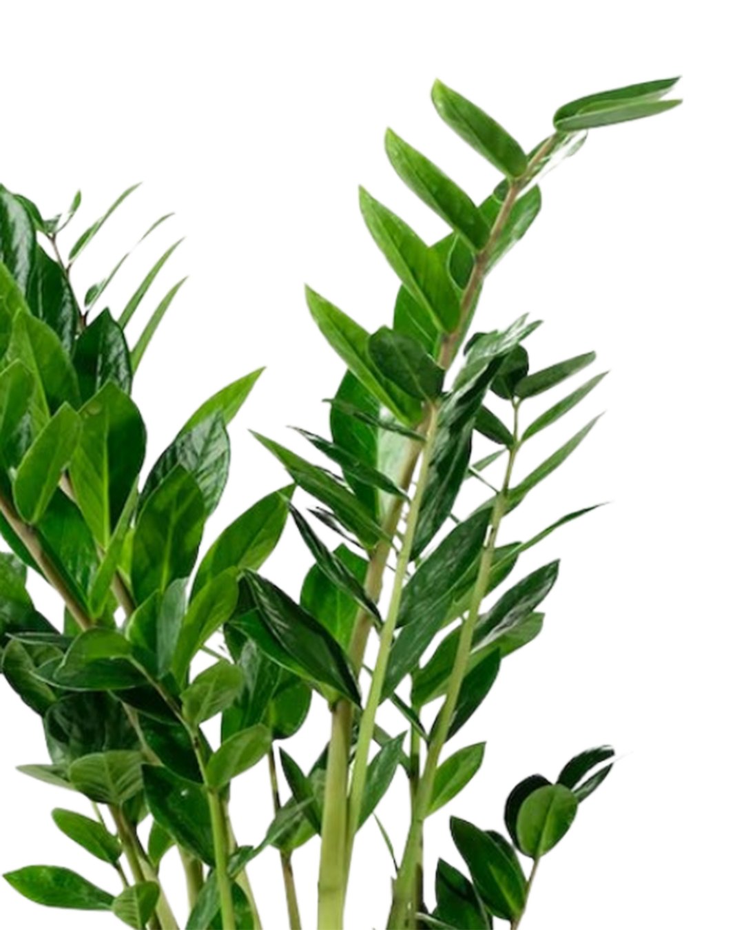 A close-up of the ZZ Plant 6 Inch - Potted, an ideal indoor plant with thick, upright stems and glossy, oval green leaves, shown against a white background.