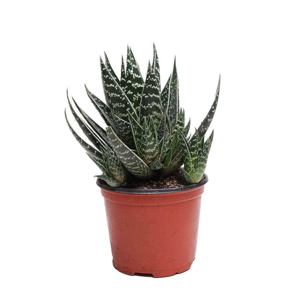 A small, green Haworthia Tiki 6 Inches with elongated, pointed leaves that have white speckles. The plant is in a round, brownish-red plastic pot with a small amount of visible soil. The background is white. Product Name: Chive Studio Canada
