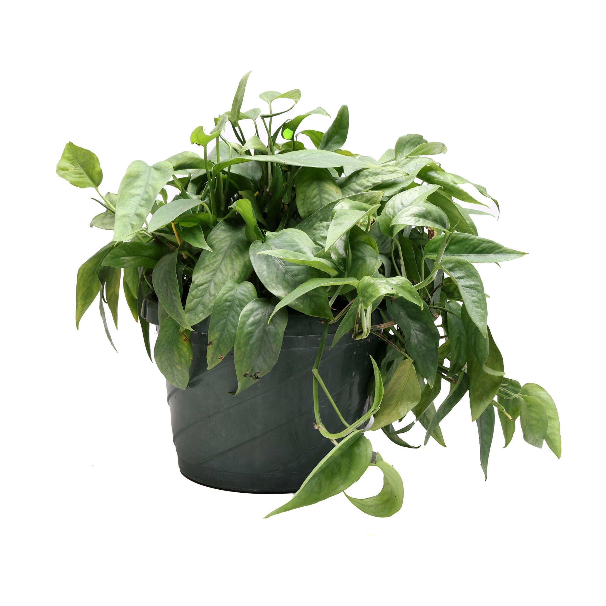 A lush, green Pothos Cebu Blue 8 Inch Pot in a dark green plastic pot by Chive Studio 2024. This air-purifying houseplant has heart-shaped leaves with a glossy texture, cascading gracefully over the edges of the pot. The background is plain white.