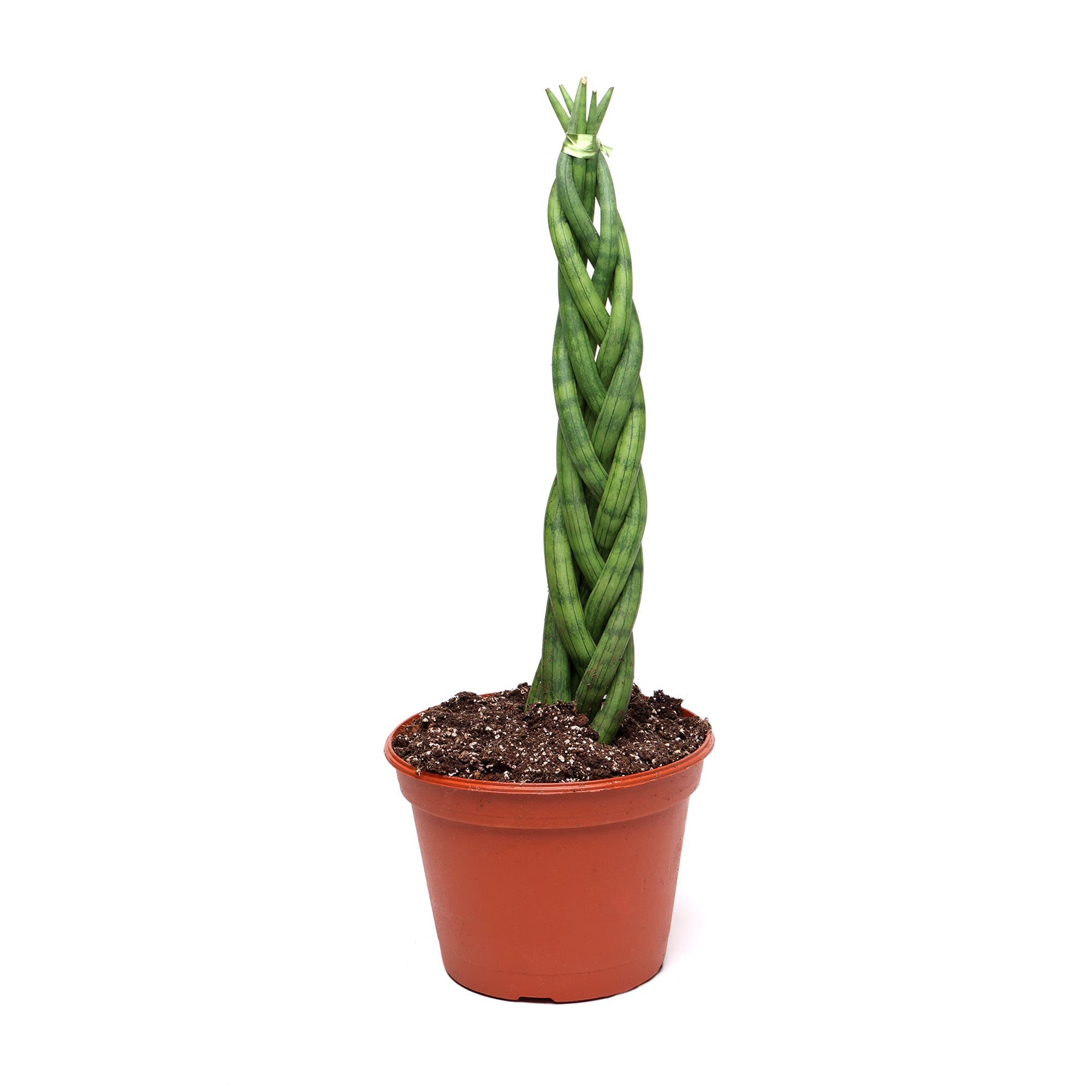 A Cylindrica Braid 8 Inches plant from Chive Studio standing upright in a terracotta pot, isolated against a white background.
