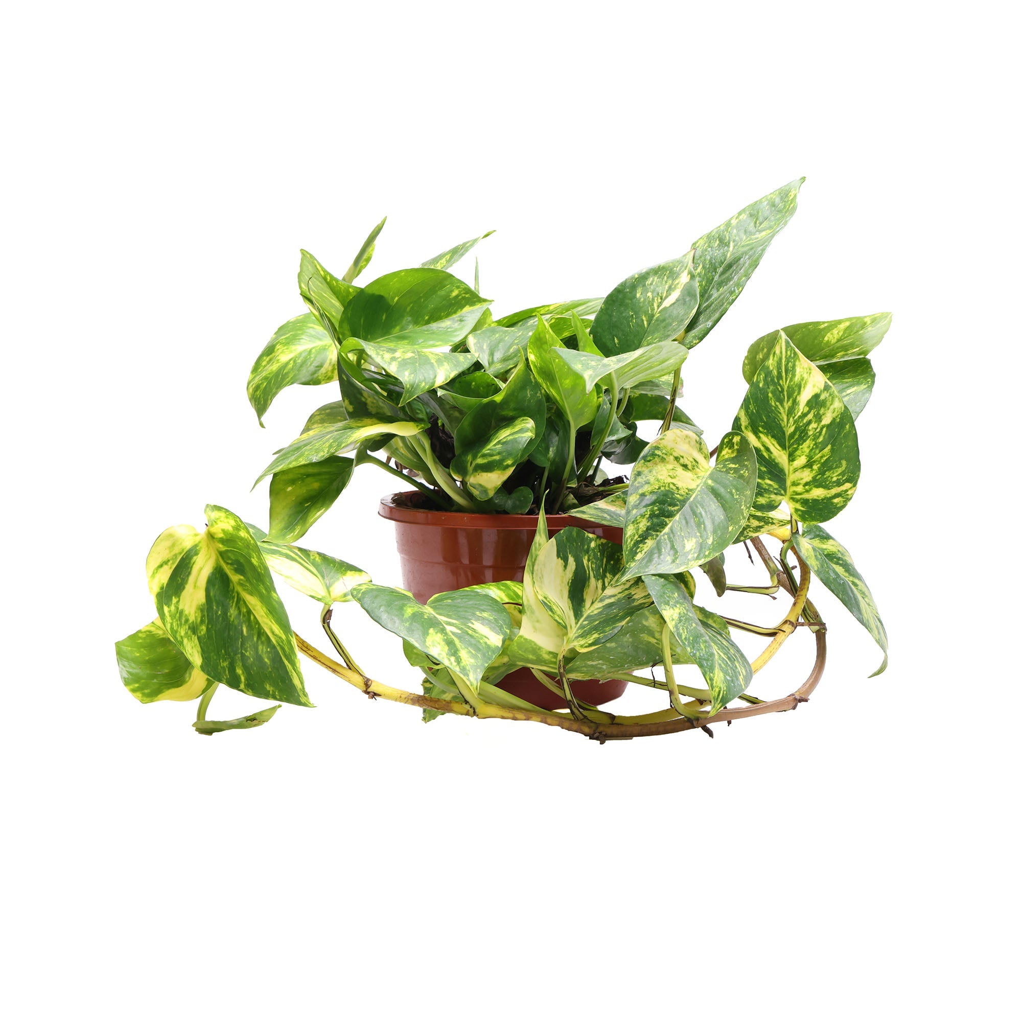 Pothos Golden 8 Inch Pot by Chive Studio 2024 in a small brown pot. The vine trails out and around the pot, with leaves displaying a mix of vibrant green and yellow patterns. Perfect for creating an indoor jungle, this air-purifying beauty stands out against the white background.
