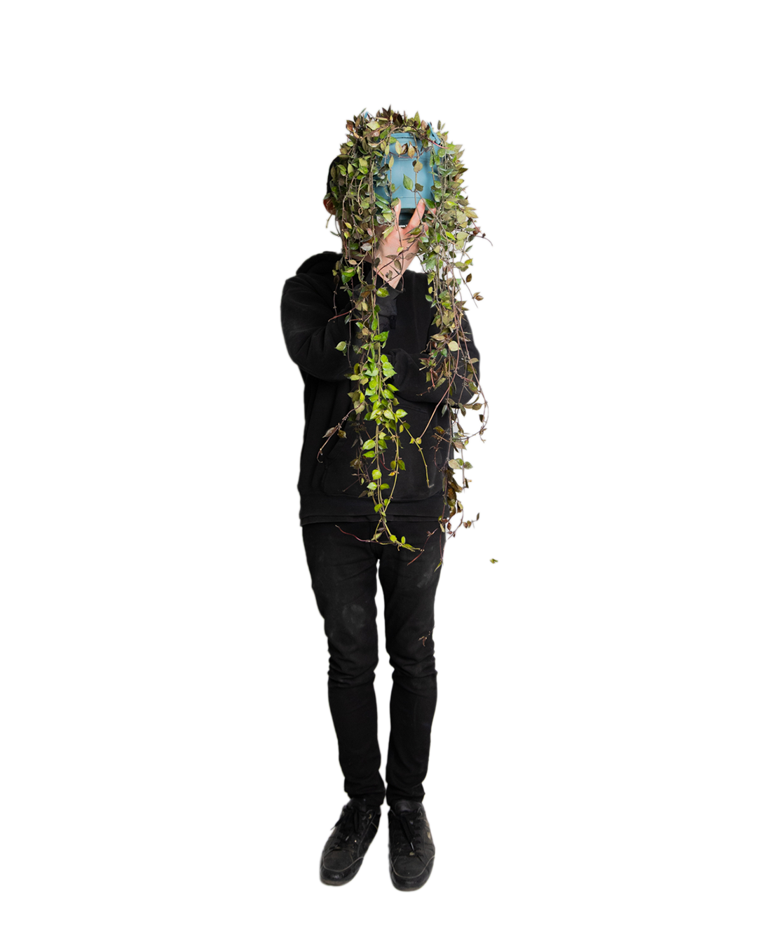 A person in black holds a blue mask draped with lush vines from a Hoya Krohniana 8 Inch - Potted, obscuring their face. The background is plain and white.
