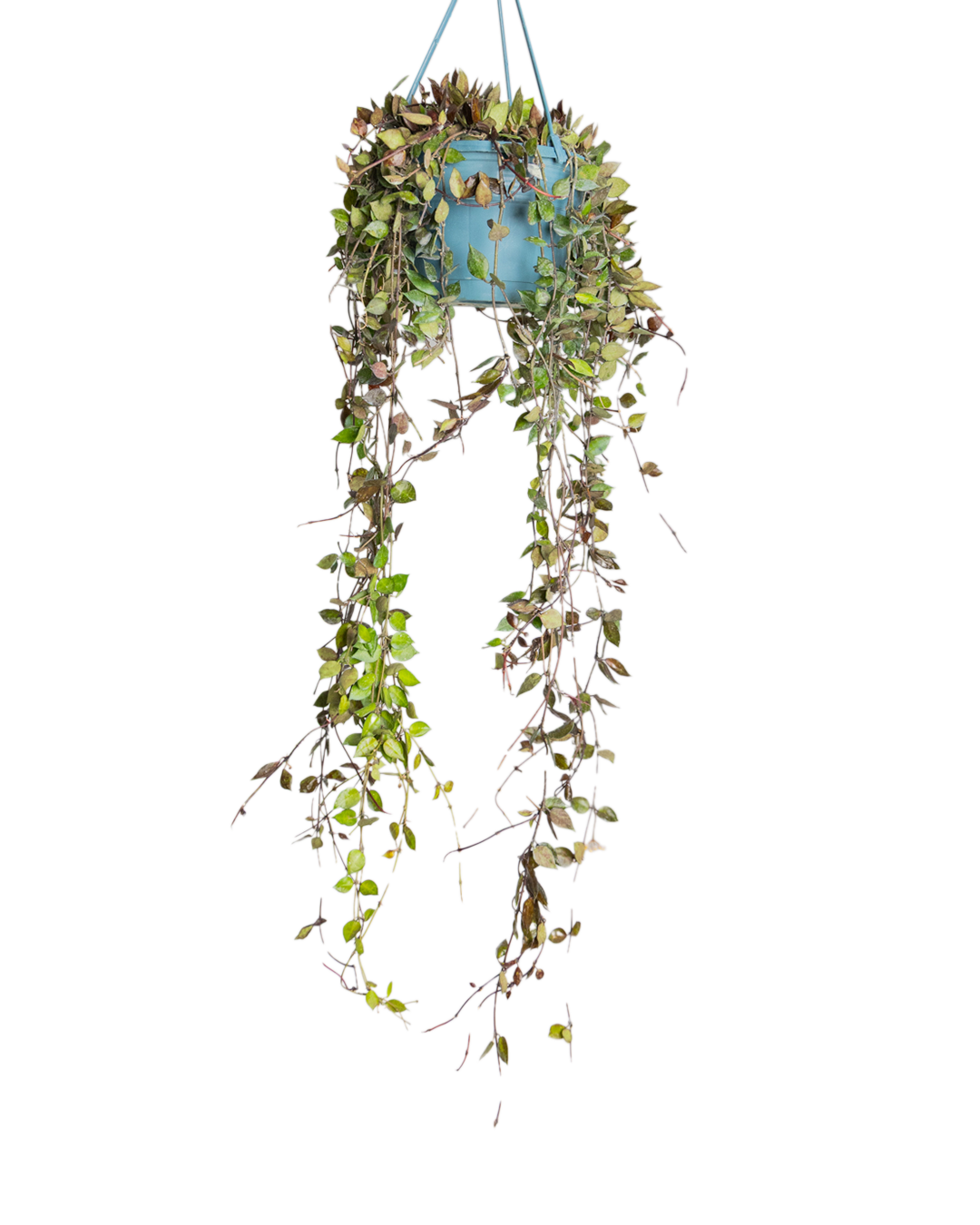 The Hoya Krohniana 8 Inch - Potted features lush green and purple trailing vines in a blue hanging planter, ideal for indoor gardeners or anyone adding stylish houseplants to their collection, set against a simple white background.