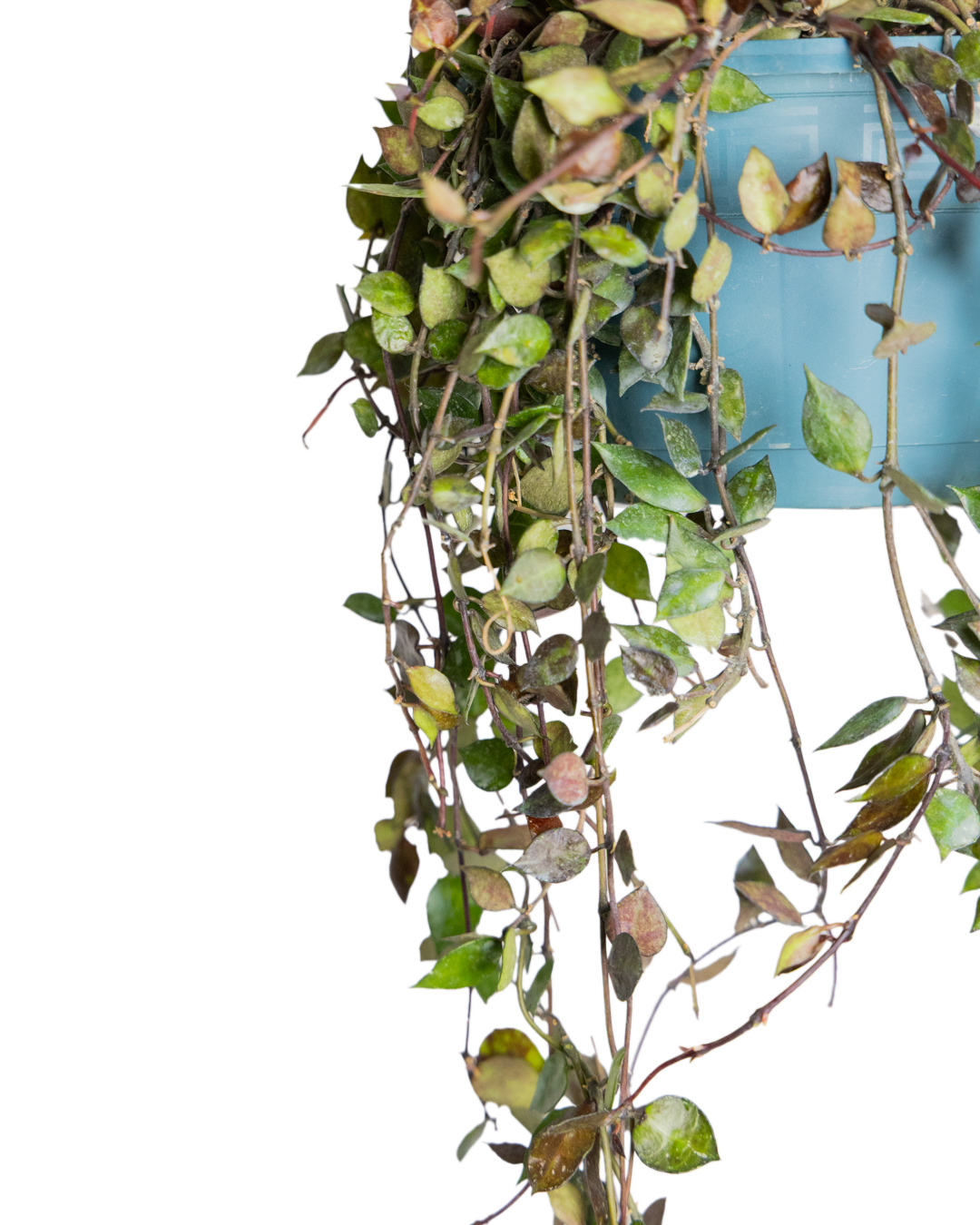 A close-up of a Hoya Krohniana 8 Inch - Potted shows its green and brown leaves in a blue hanging pot against a light background, with some wilted or dry leaves highlighting the challenges of indoor gardening.