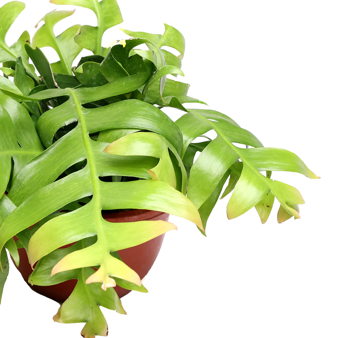 A vibrant green houseplant with elongated leaves, growing in a Chive Studio terracotta pot, isolated on a white background.