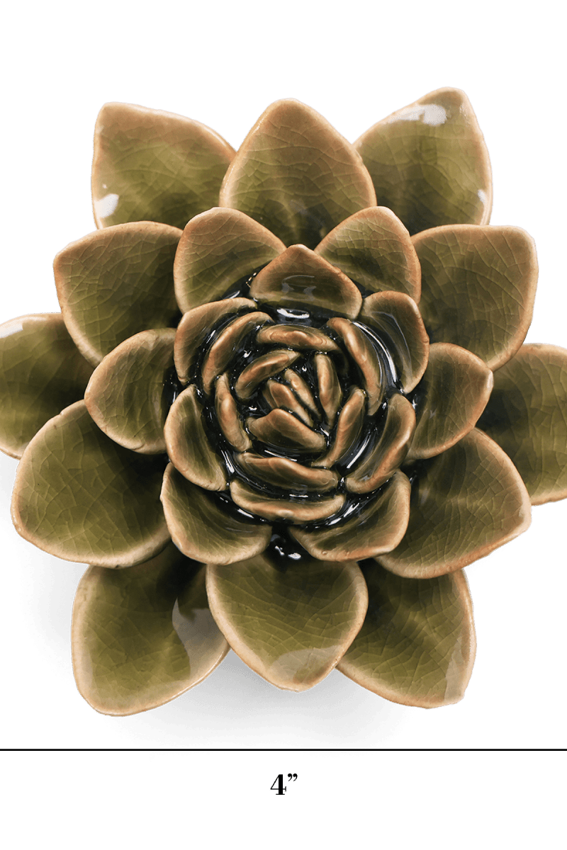 EG01 Olive Green Echeveria - Chive US Wholesale