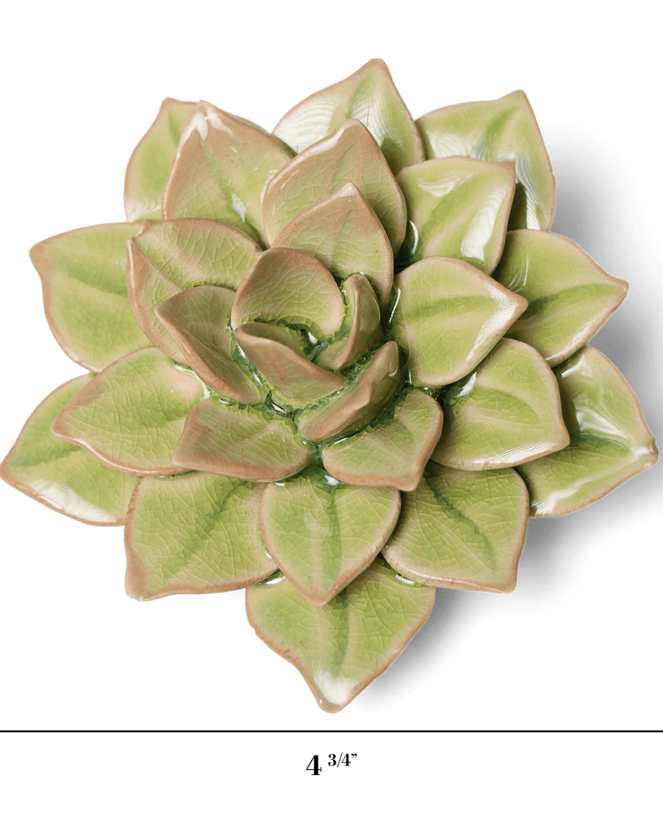 EG10 Peridot Green Fairy Echeveria - Chive US Wholesale