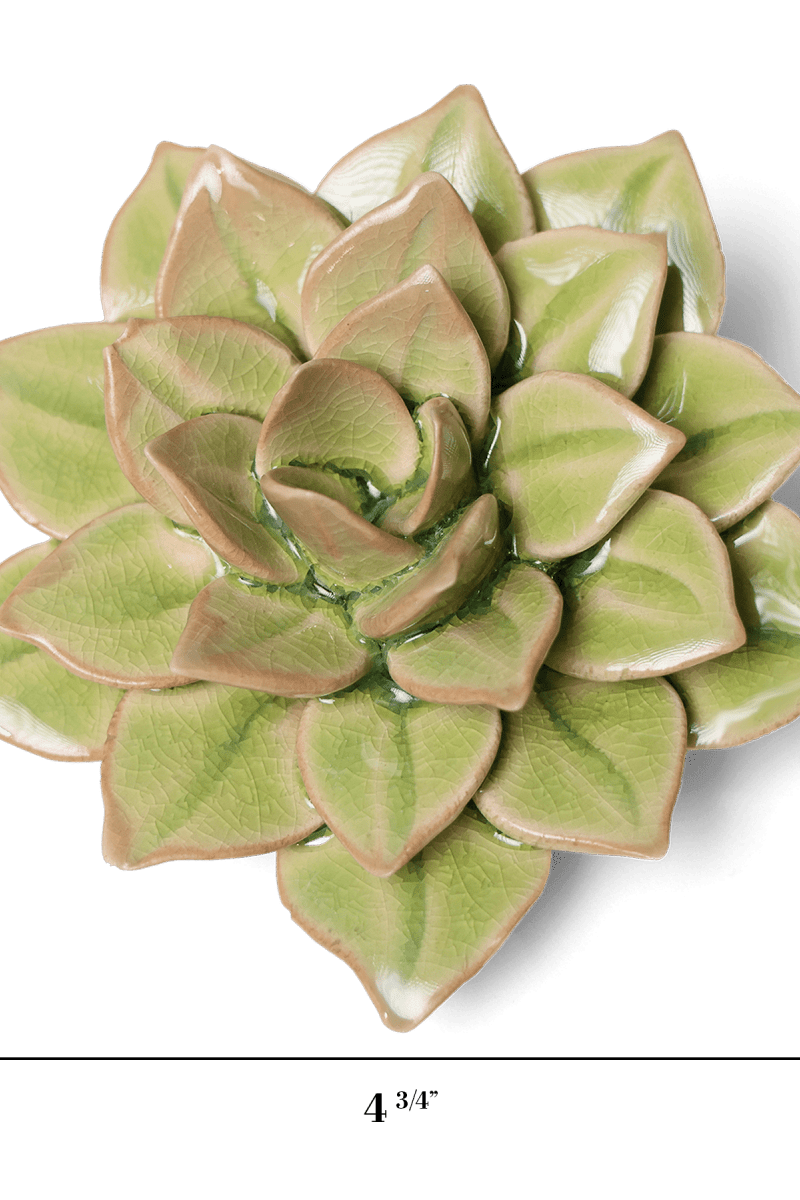 EG10 Peridot Green Fairy Echeveria - Chive US Wholesale