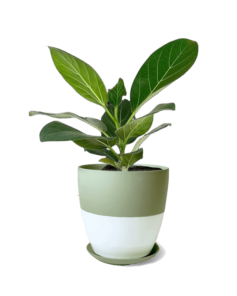 Dyad Porcelain Modern Indoor Plant Pot With Saucer | 3 & 5 inches - Chive Ceramics Studio - Pots - Chive Ceramics Studio