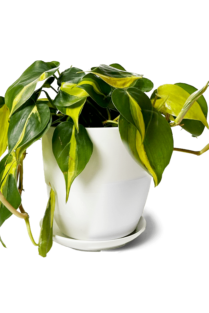Dyad Porcelain Modern Indoor Plant Pot With Saucer | 3 & 5 inches - Chive Ceramics Studio - Pots - Chive Ceramics Studio