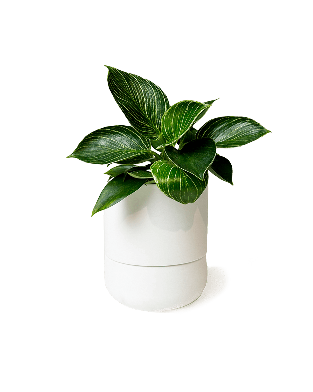 Ryan Self-Watering Plant Pots