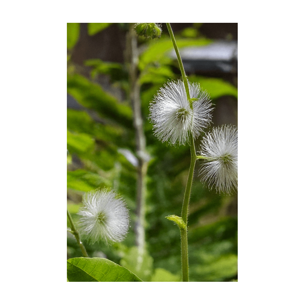 Sensitive Plant Flower Seeds Packet - Chive Ceramics Studio - Seeds - Chive Ceramics Studio