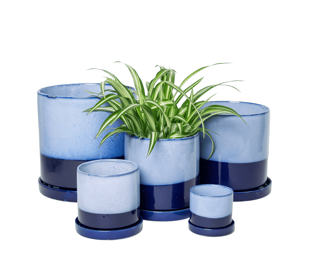 Chive Minute cobalt blue glazed ceramic planters in mini, small, medium, and large sizes styled with a spider plant.