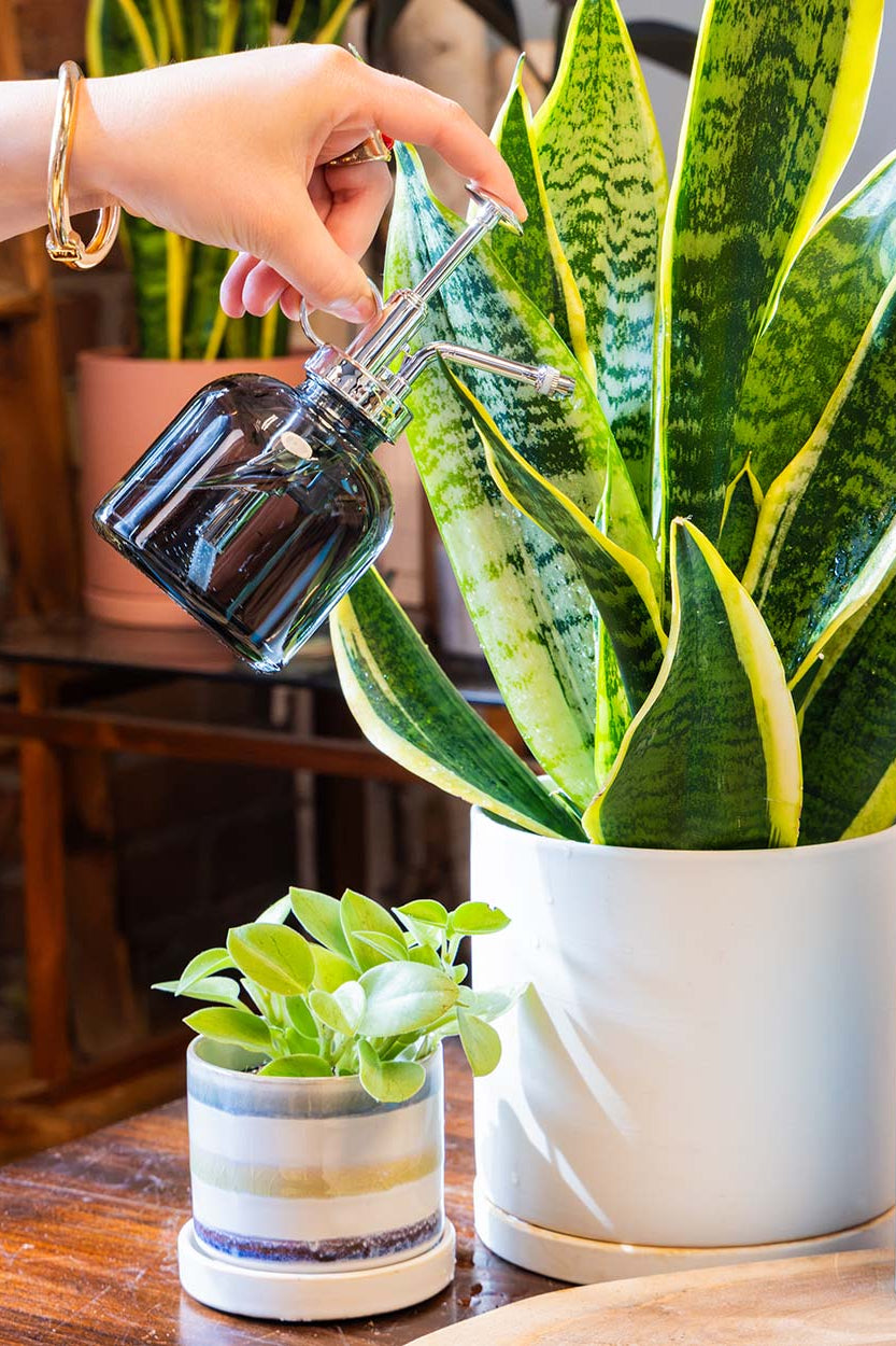 A hand holding a Chive Mr Mister black glass spray bottle waters a houseplant in a white pot on a wooden table, with a small plant nearby.