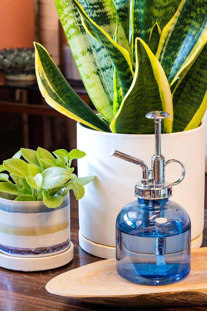Close up of a Chive Mister glass midnight blue spray bottle styled with potted houseplants on a wood table.