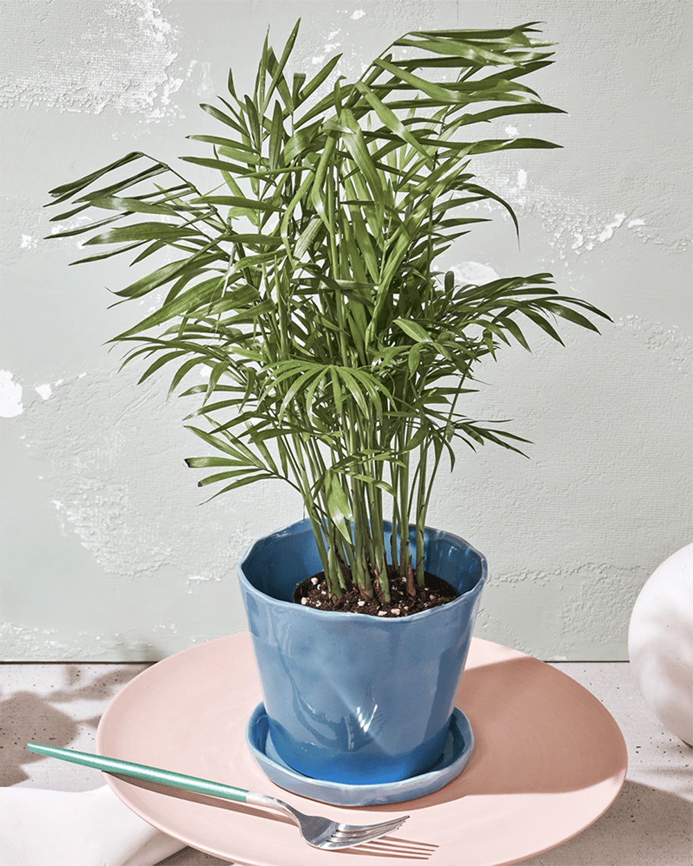 Chive Tika periwinkle ceramic large planter holding a parlor palm, styled on a pink plate with a fork.