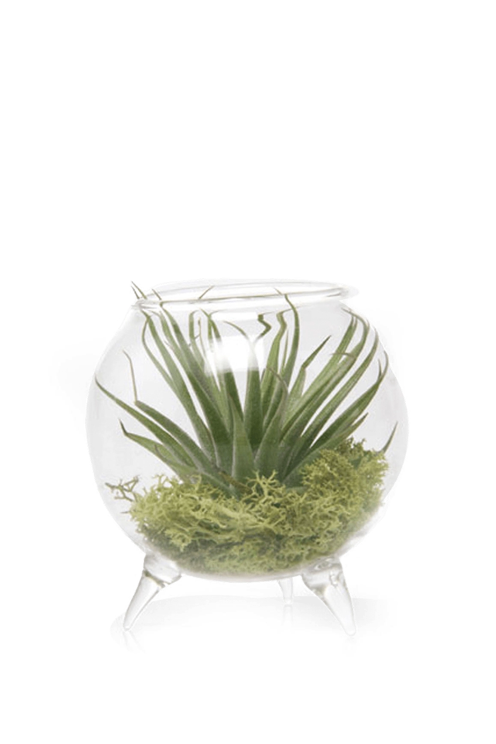 Single Glass for Airplants - Terrarium - handmade by Chive Studio Toronto