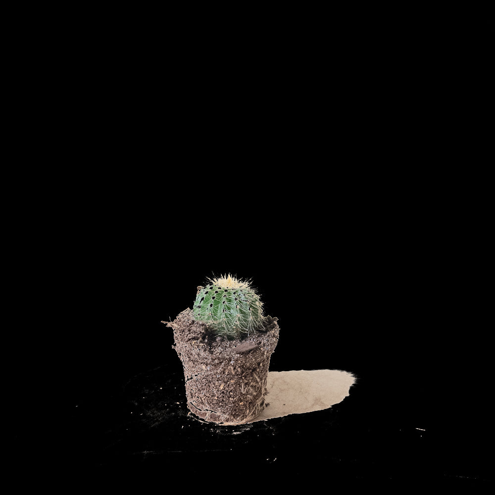 A small cactus, one of nature's low-maintenance botanical fashionistas, sits in a Chive Studio 2024 Cactus 2 Inch Pot against a black background. Its green, round segments adorned with tiny spines and a slightly yellow top catch the eye. A small pile of loose soil rests nearby.
