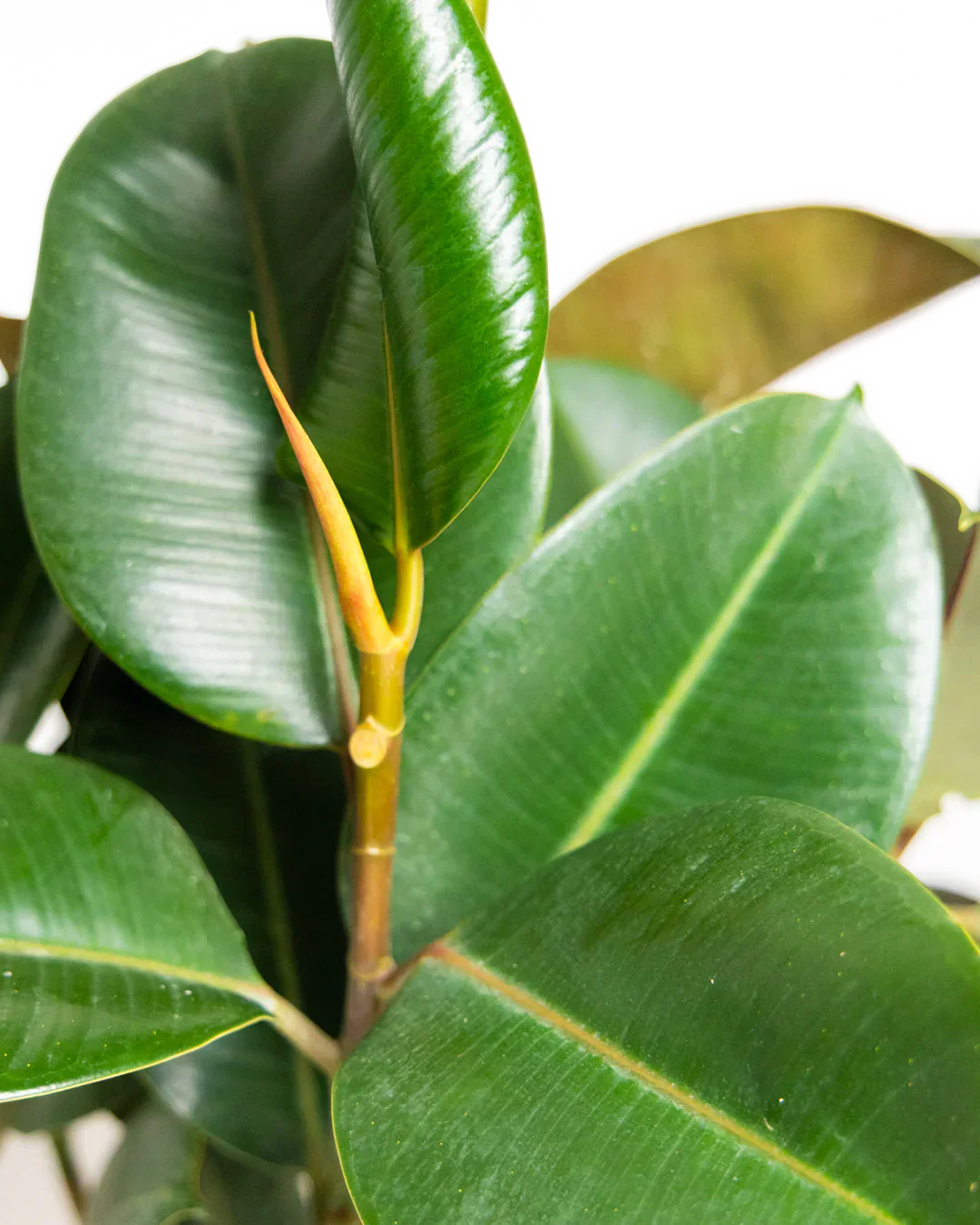 Ultimate Guide to Rubber Plants