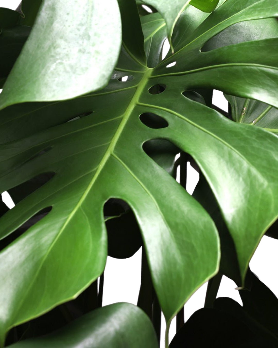 Best Office Plant Shop Toronto: Transform Your Workspace with Professional Greenery Solutions