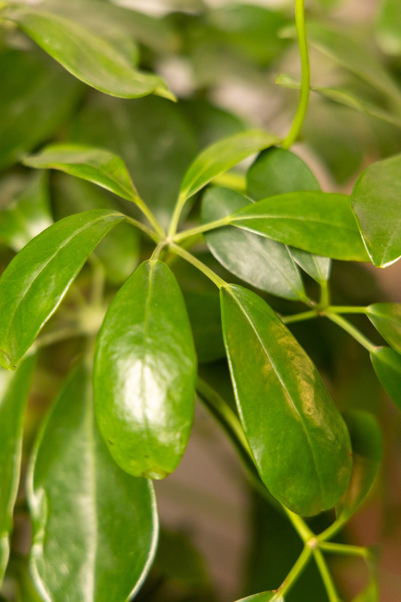 The Botanical Circus: A Guide to Large Plant Care