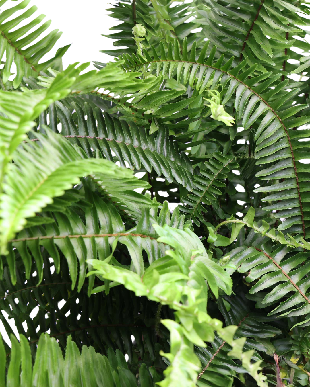 Large Indoor Plants for Beginners