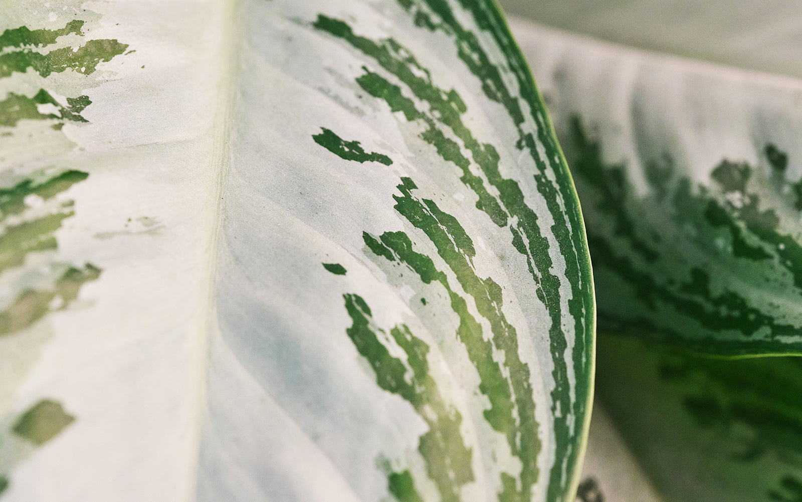 Aglaonema - Chive Plant Studio