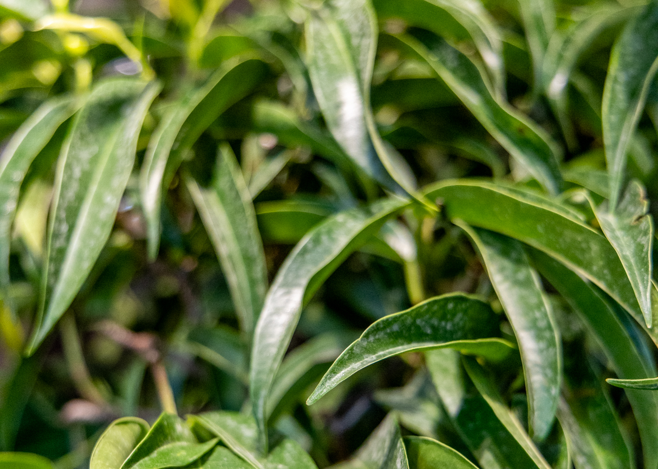 Large Plants That Thrive in Low Light