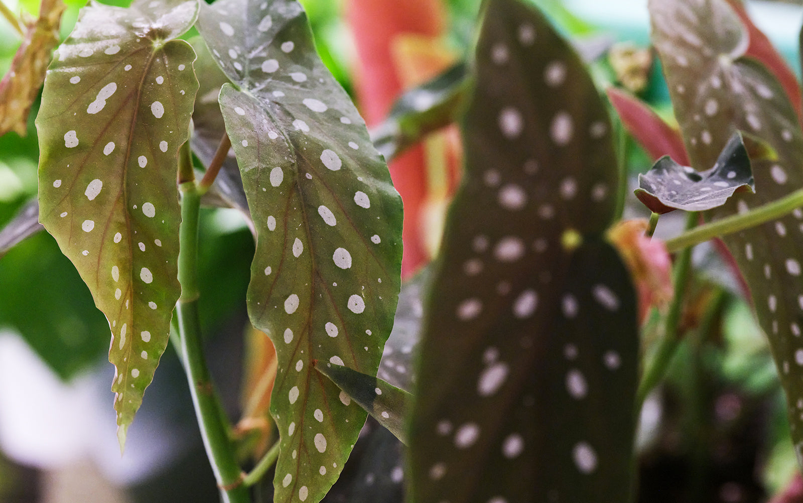 Begonia - Chive Plant Studio