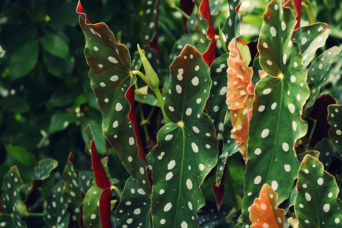 Begonia Care: Light, Water and Begonia Types - Chive Studio